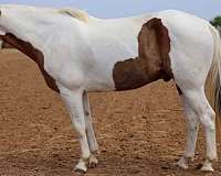 athletic-paint-horse
