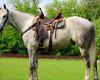 athletic-draft-horse