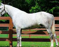 beginner-draft-horse