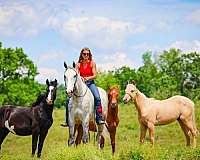 draft-horse