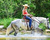 experienced-draft-horse