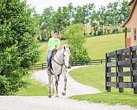flashy-draft-horse