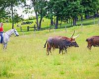 kid-safe-draft-horse