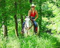 performance-draft-horse