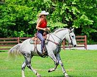 ranch-draft-horse