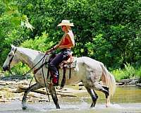 ranch-versatility-draft-horse