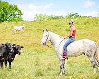 ridden-western-draft-horse