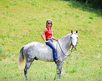roping-draft-horse