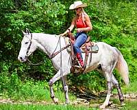 trail-draft-horse