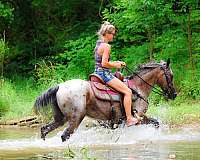 all-around-appaloosa-horse