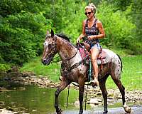 athletic-appaloosa-horse