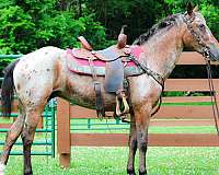 drill-team-appaloosa-horse