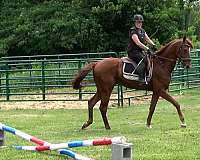 horses-for-sale-ridgling