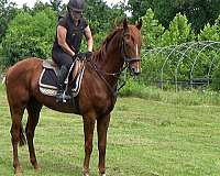 ottbs-for-sale-ridgling