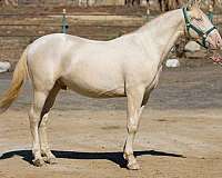 perlino-andalusian-horse