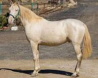 caballos-andalusian-horse