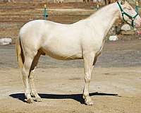 caballo-andalusian-horse