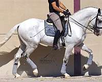 lusitano-horse