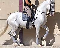 stallion-lusitano-horse