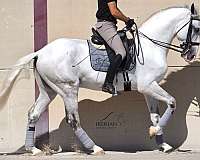 piro-free-lusitano-horse