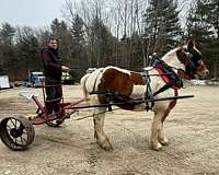 companion-belgian-pinto-horse