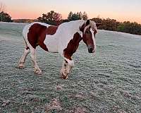 driving-belgian-pinto-horse