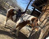 pleasure-driving-belgian-pinto-horse