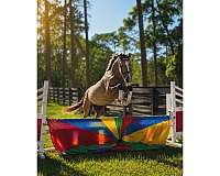 bridle-hanoverian-horse