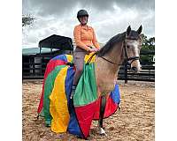 comfortable-hanoverian-horse