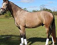 barefoot-hanoverian-horse