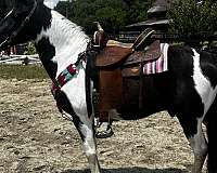 paint-pony-gelding