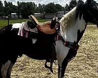 paint-pony-for-sale