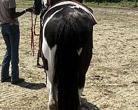 paint-pony