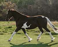 breeding-barock-pinto-horse