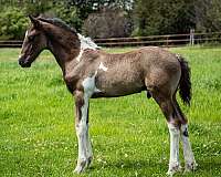 pinto-warmblood-barock-horse