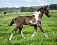 tobiano-barock-pinto-horse