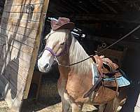 brown-haflinger-for-sale