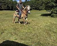 brown-haflinger-horse