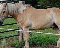 brown-haflinger