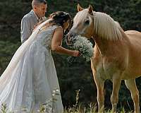 companion-trail-haflinger-horse