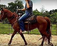 friendly-personality-paso-fino-horse