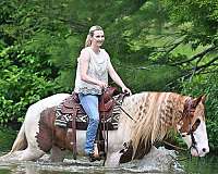 athletic-gypsy-vanner-horse
