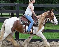 gelding-gypsy-vanner-horse