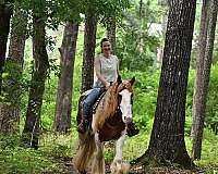 gentle-gypsy-vanner-horse