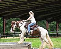 all-around-gypsy-vanner-horse