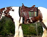 families-gypsy-vanner-horse