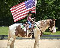 draft-gypsy-vanner-horse
