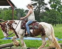 bombproof-gypsy-vanner-horse