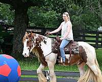 western-gypsy-vanner-horse