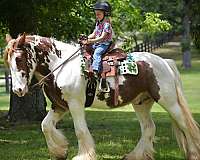 flashy-gypsy-vanner-horse